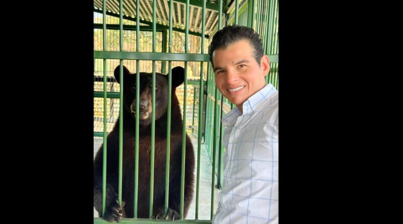 Miguel Flores supervisa evolución de Tadeo, oso negro rescatado