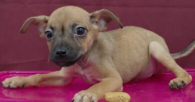 Rescata “Adopta con Amor” en García cientos de perritos y gatitos