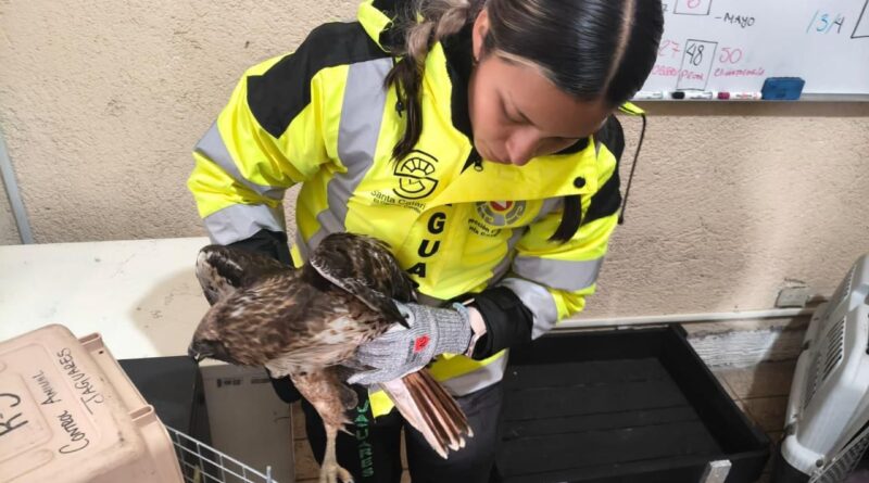 Rescata Jaguares a 36 animales en lo que va del año