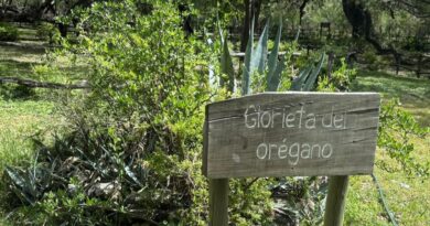 Orégano: el oro verde de Nuevo León