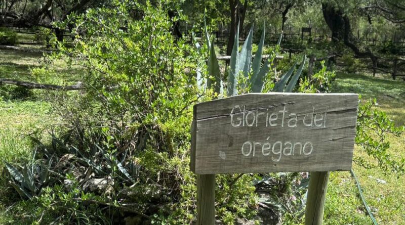 Orégano: el oro verde de Nuevo León