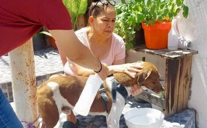 Realiza Santa Catarina Jornada de Bienestar Animal