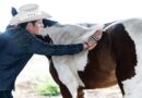 Mike Flores crea santuario para caballos rescatados