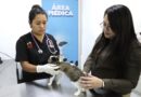 Denuncian maltrato animal contra gatita “Julieta”