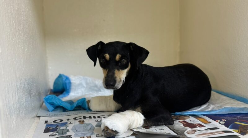 Rescata Escobedo a “Bruno”, perrito víctima de maltrato animal